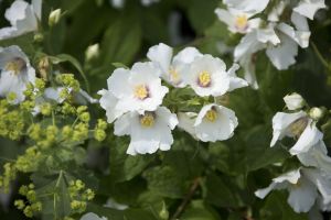 In 2015 Yorkshire in Bloom judges said “ High Royds Memorial Garden is a real gem. The raised beds around the entrance looked impressive packed with nectar-rich herbaceous perennials”. They went on to say it was capable of further development and in 2016 with the help of a grant from Tesco’s “Bag of Help” appeal and willing volunteers further work has been carried out in the garden and adjoining wood.